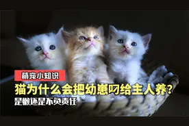 为何猫妈妈生产过后，把幼崽叼到主人面前，就不管小猫咪的死活了视频封面
