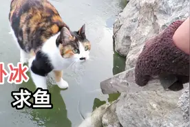猫咪偶遇冰冻鱼，嘴馋可就是吃不到，求助主人谁知竟被主人耍了视频封面