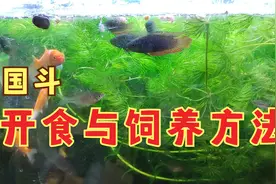 圆尾斗鱼喂食视频，原生鱼国斗开食和饲养方法，中国斗鱼怎么养？视频封面