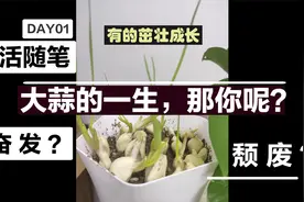 【生活随笔】大蒜的一生，那你呢？奋发 or 颓废？视频封面