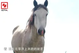 河曲马与内蒙古三河马、新疆伊犁马，并称为中国三大名马！