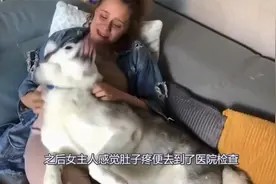 女主人怀孕5个月，狗狗总是蹭肚皮，肚子疼去医院检查当场崩溃视频封面