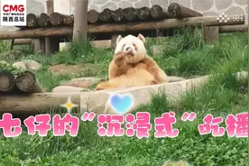 猜猜棕色大熊猫七仔最爱吃啥？视频封面