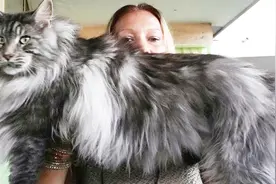 世界上最大的猫：体长1米多，被称为“温柔的巨人”！视频封面