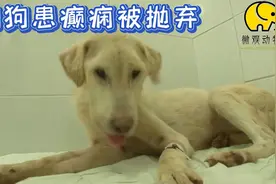 狗狗身患癫痫病却被主人无情抛弃，幸好遇见好心村民救助视频封面