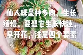 仙人球是种多肉，生长缓慢，要想它生长快速早开花，注意四个要素视频封面