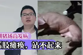 近期猪场高发：猪后肢瘫痪，站不起来，最全解决方法来了视频封面