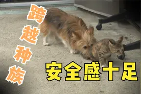 狗狗保护受伤猫咪，跨越种族的感情，安全感让人羡慕！视频封面