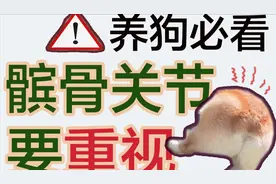 养狗必看！狗狗的髌骨关节要重视视频封面