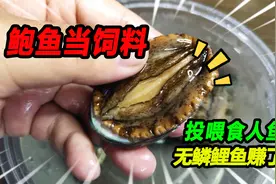 花300买10只鲍鱼喂食人鱼，用酒泡过竟然不吃，却便宜无鳞大鲤鱼视频封面