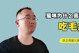 猫咪喜欢吃毛线，别再补充微量元素，这两点才是主人应该做的视频封面