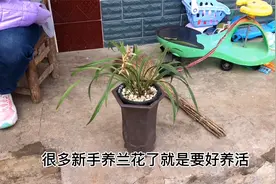 宝岛仙女，一个台湾廉价优美兰花进入我们的视野，让人喜欢视频封面