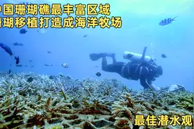 中国珊瑚礁最丰富区域，珊瑚移植打造成海洋牧场，最佳潜水观光地视频封面