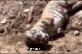 内蒙古一动物园东北虎幼崽被虎妈妈咬掉前肢 涉事动物园回应……视频封面