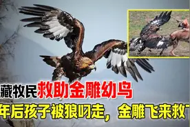 西藏牧民救助金雕幼鸟，2年后孩子被野狼叼走，金雕飞来救下孩子视频封面