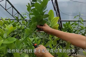 如果你养着柠檬，秋后修剪别盲目，剪错明年不开花，剪对满树花苞视频封面