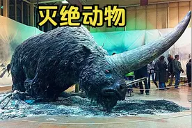 4种已经灭绝的动物，独角兽竟然是真实存在过的？视频封面
