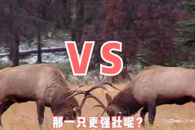 鹿角用途大，除了打架还能用来干这个，请憋住别笑视频封面