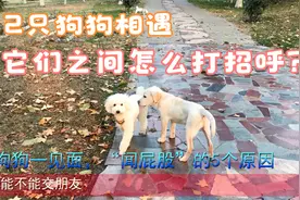 两只狗狗第一次相遇，狗狗之间怎么打招呼，为什么会先“闻屁股”