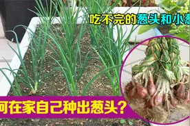 小葱留葱头，葱头种小葱——家里吃小葱再也不用花钱买！视频封面