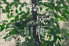 心有磐石山有林，君在等风我等君，风藤绕枝待君归，风藤不可内服视频封面