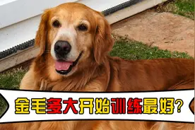 金毛多大开始训练最好？这些训练黄金期，主人要把握好视频封面