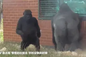 贵州发现消失近40年的动物，能像人一样直立行走，在中国如此稀奇视频封面