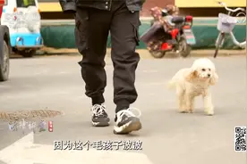 不争财产争小狗 怎么判？丁克家庭的特殊离婚诉讼视频封面