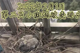 斑鸠从下蛋到离巢全过程视频封面