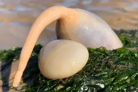 大海退潮后，小丁赶海找到胖胖的海老鼠，它长长的尾巴好像根天线视频封面
