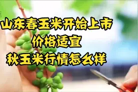 山东春玉米开始上市。价格适宜。秋玉米行情怎么样？视频封面