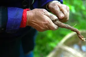 大妈野地里找这种树根，用它来炖鸽子，味道不仅鲜美还有营养视频封面