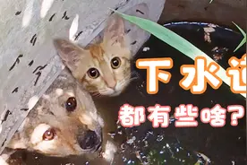 逆天了！小伙用鱼竿竟然能从井里钓出猫狗？视频封面