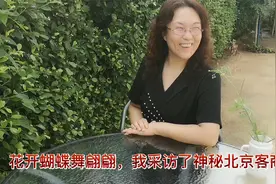 花开蝴蝶舞翩翩，我采访了神秘的北京客商视频封面
