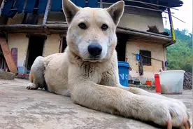 中华田园犬，露露怀孕了肚子鼓鼓的，全身肿一圈走路还是蹦蹦跳跳视频封面