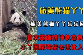 熊猫丫丫乐乐回国，首次露面精神状态良好，小丫因病去世让人唏嘘视频封面