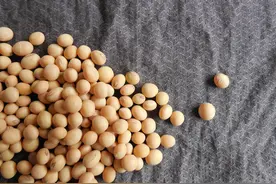 如何做大豆发酵菌？大豆发酵菌成本低效果好，朋友们赶快学起来视频封面