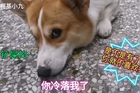 小柯基圈圈怀孕被团宠，备受冷落的小九，眼神落幕的让人心疼视频封面