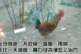 鸡出现瘫痪，一天比一天消瘦，这样治第二天见效视频封面