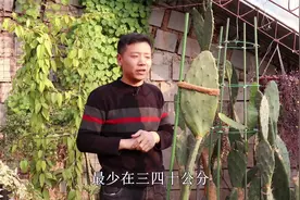 仙人掌培育掌握“技巧”，嫁接蟹爪兰长势快，养几十年没问题视频封面
