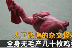 人工改造的杂交怪鸡，全身无毛产几十枚鸡蛋，我国就是不敢引进？视频封面