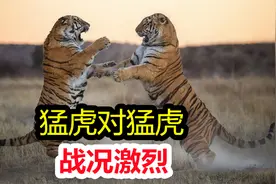 猛虎与猛虎的对决，究竟谁能站到最后，精彩战斗场面，不容错过！视频封面