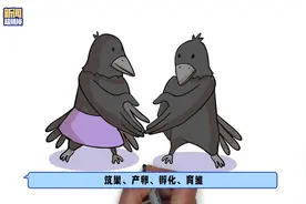 为何冬季有些城市区域乌鸦聚集？视频封面