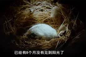 野性：北极地松鼠独特的冬眠方式，心跳几乎停止，竟是生存高招视频封面