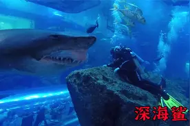 国外小伙深海潜水，不料遇到锯齿鲨鱼，生命危在旦夕！视频封面