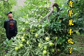 阿斌和舅舅果园看苹果，青苹果今年大丰收，硕果累累树枝都被压断视频封面