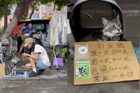 女子带猫摆摊创业，摸一次200合照1000，网友：怎么不去抢视频封面