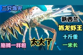 新西兰潜水非常过瘾，十斤重的超大龙虾王就是这么爽，三只就爆兜视频封面