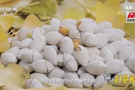 银杏果味甘苦，能够入肺经和肾经，利于润肺津、敛肺阴|健康之路视频封面