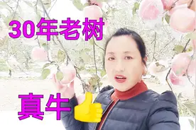 晋南农村30年的老树龄、一棵能产300多斤、一起来看是真的吗视频封面